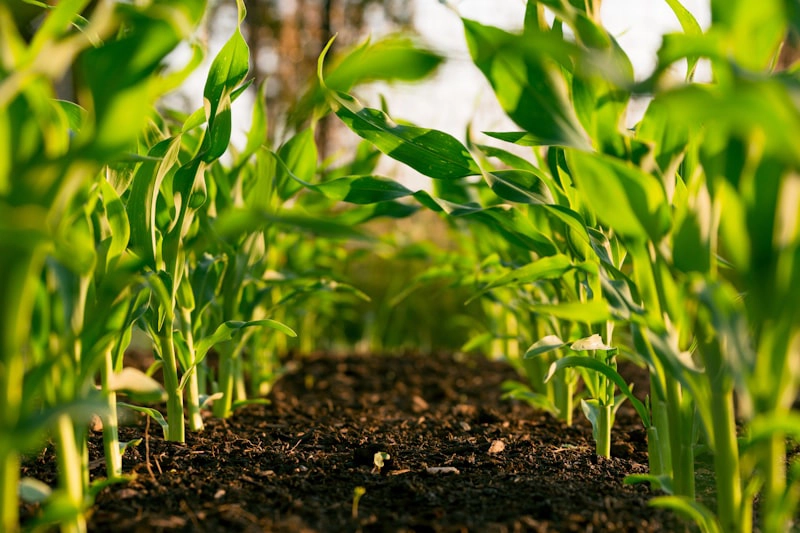 Corn