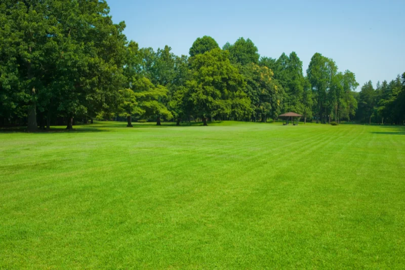 Lawn