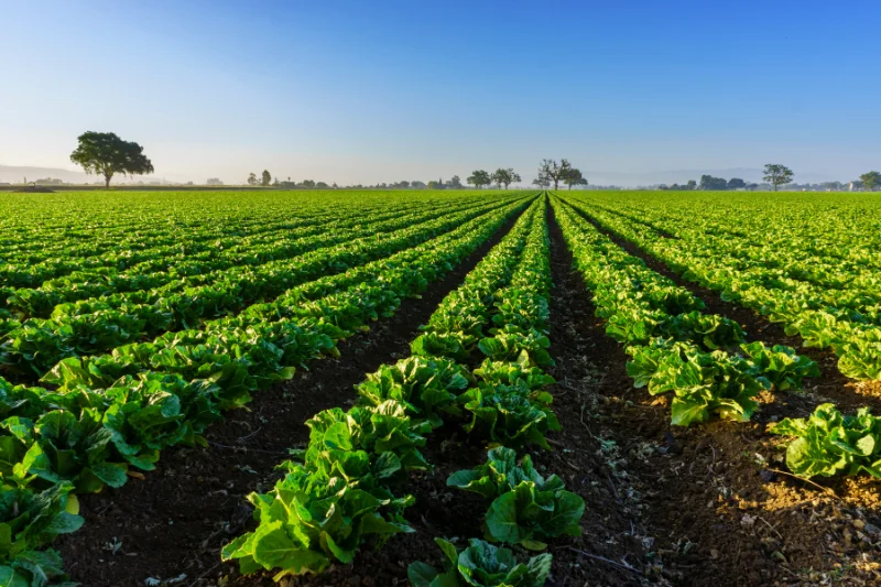 Vegetable patch